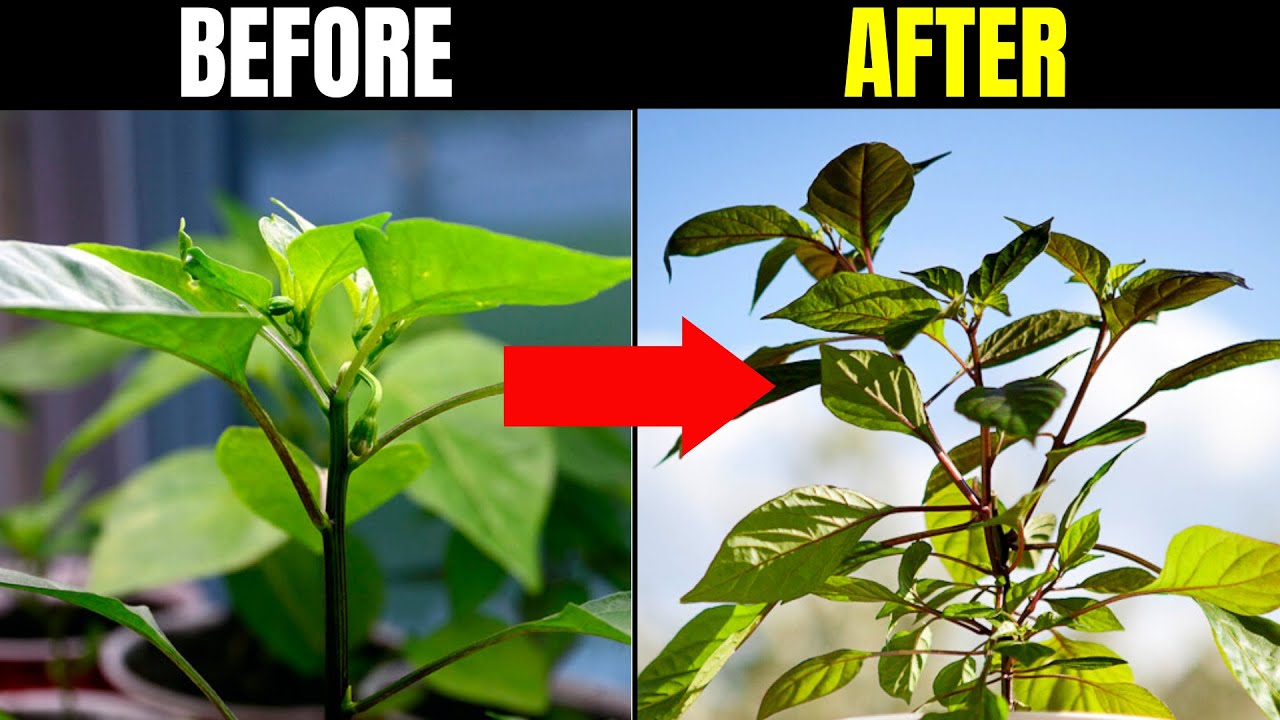 How To Top A Pepper Plant | Growing Hot Peppers from Seed - YouTube
