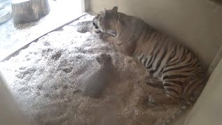 Hidden Cameras Capture Birth Of Two Rare Sumatran Tiger Cubs