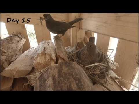 Video: Kuinka Linnut Rakentavat Pesänsä