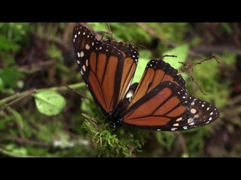 Video: Riserve di farfalle monarca in Messico