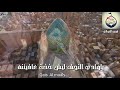 ياوادي النجف ليش خذت عافيتنه الرادود محمد الجنامي 