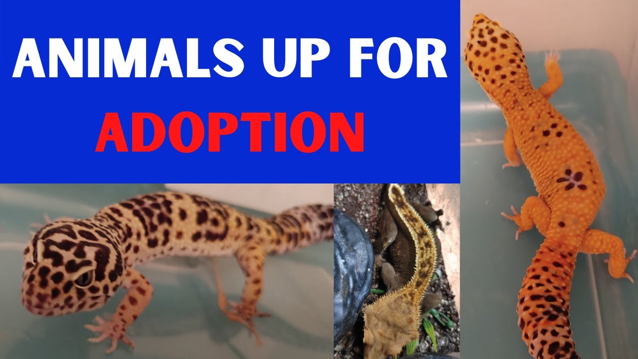 Latest list of reptiles up for adoption. We also have an update on one