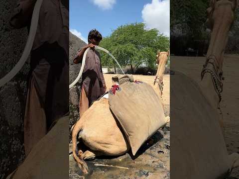 رجل يسقي جمله بأنبوب في قلب الصحراء
