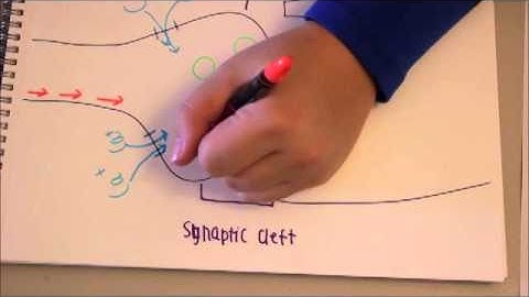 Synaptic Communication Bio 201