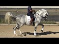 Spanish horse for sale  inter ii andalusian pre stallion 201287