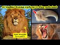 90 சதவிதம் பேருக்கு தெரியாத 10 சிங்க ரகசியங்கள் || 10 Amazing Lion Facts
