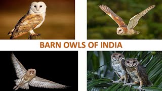 Barn Owls of India 🦉🇮🇳 | Owls | Raptors | Screech Owls