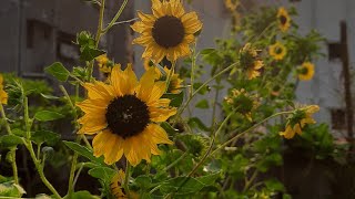 sunflowersshots tips to get more blooms