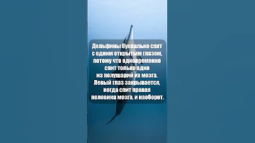 Дельфины спят с одним открытым глазом #shorts