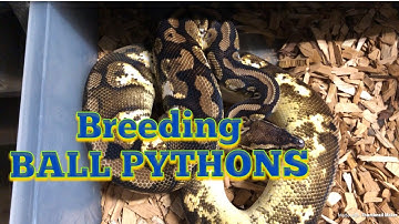 #snakes #ballpythons #2019breedingseason HOW I BREED MY BALL PYTHONS!!!