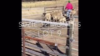 Suzie - Lot 9 Jerilderie Dog Auction 2017