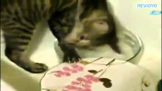 Hamarat Kedi Iş Başında