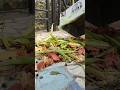 Magic of kitchen waste 🤓🌱/ Best use of kitchen waste/ #shorts #ytshorts #garden #gardening