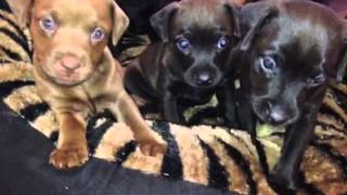 Patterdale Pups