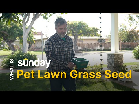 Video: Ima li trava sjeme koje je pas urin Otporan?