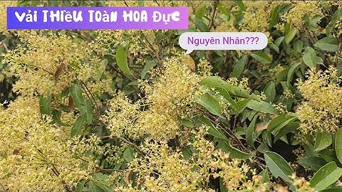 Nguyên nhân Vải Thiều Toàn Hoa Đực l Núi Đồi Lục Ngạn