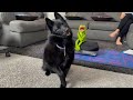 Moonshine's Excellent Adventures - A day in a life of a Schipperke!