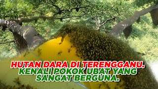 This Small Tree In The Jungle So Usefull For Your Life | Jejak Hutan Dara Di Terengganu - Eps259