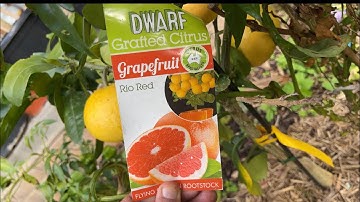Dwarf Grapefruit Rio Red (Melbourne)