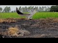 Bẫy chim săn mồi tặng anh em đam mê chim săn/trapping birds for hunting is too easy