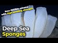 Deep Sea Sponges | It inspires New flexible mineral with high bending strength!