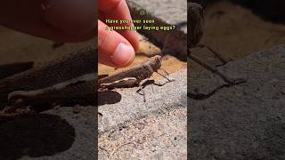 Have you ever seen a grasshopper laying eggs? 🍀💕 #nature #insects #shorts