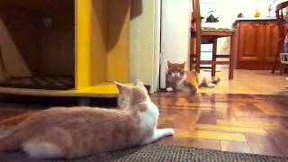 Muffin The Cat Hates Maggie The Kitten