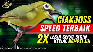 Masteran Kecial Kuning SPEED TERBAIK Ampuh 2X Lebih Cepat Bikin Kecial NEMPEL‼️| PEPADU KECIAL