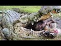 Saltwater Crocodile Eating Brains!!!!!