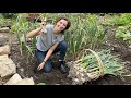 Harvesting and Preserving Garlic with Allium Leaf Miner / Homegrown Garden