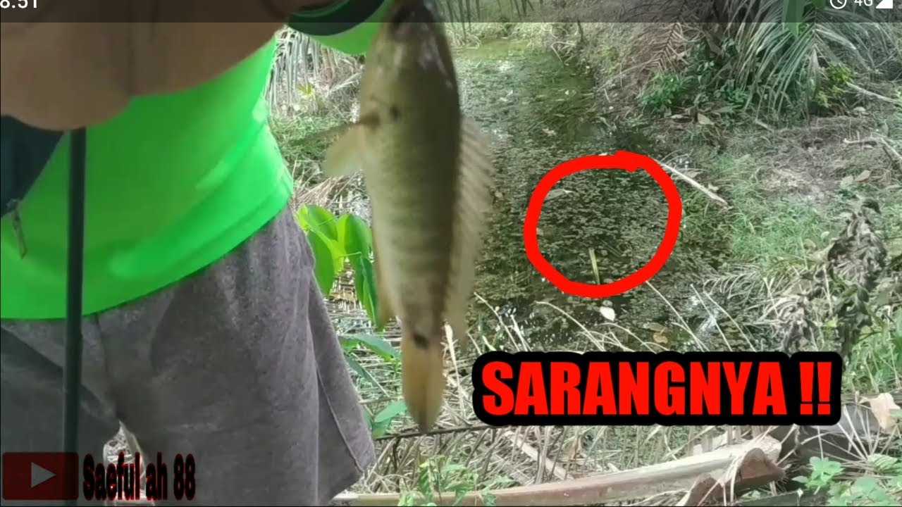 mancing-di-sarangnya-ikan-puyu-youtube