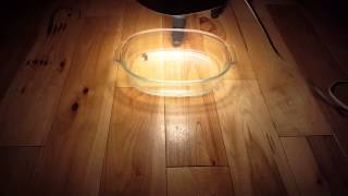 Flea Problem On Wood Floors