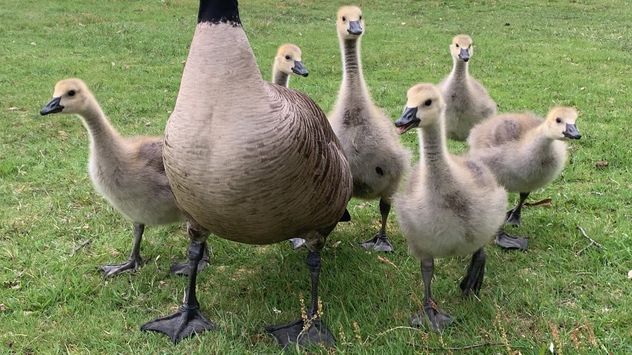 Mom Goose And Her Goslings Getting Their Full! Other Family Moves In