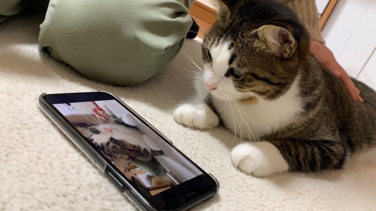 ゴロゴロ音を聴きながらゴロゴロいう猫  Live2Newsまとめ（β3）