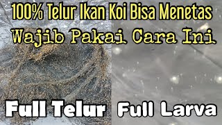 Cara,tekhnik atau langkah penanganan telur ikan koi agar menetas dengan maksimal