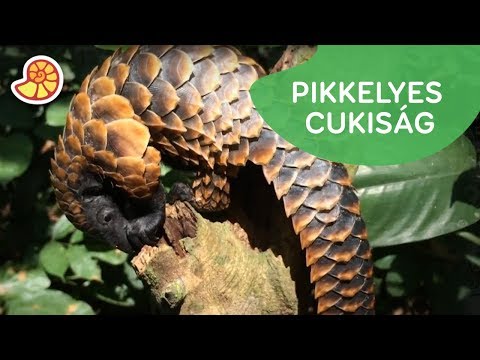 Videó: Van az emlősök pikkelye?