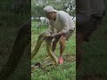 Frank Cuesta descubre a la anaconda verde del Amazonas #WildFrank