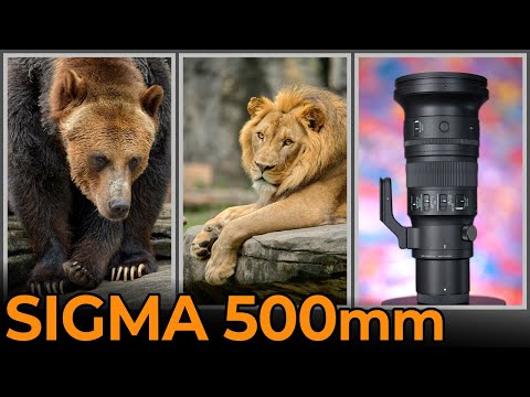 Sigma 500mm F5 6 DG DN OS Review And Test