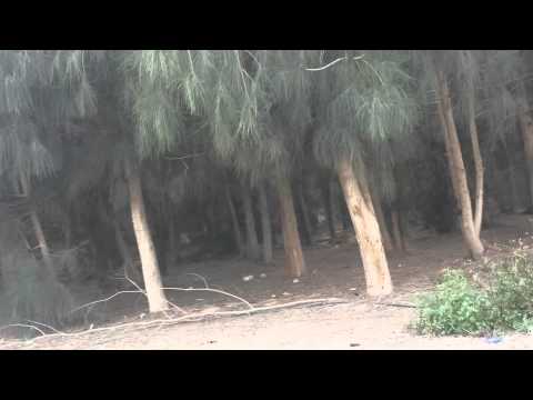 غابات مصر بمدينة السادات Youtube
