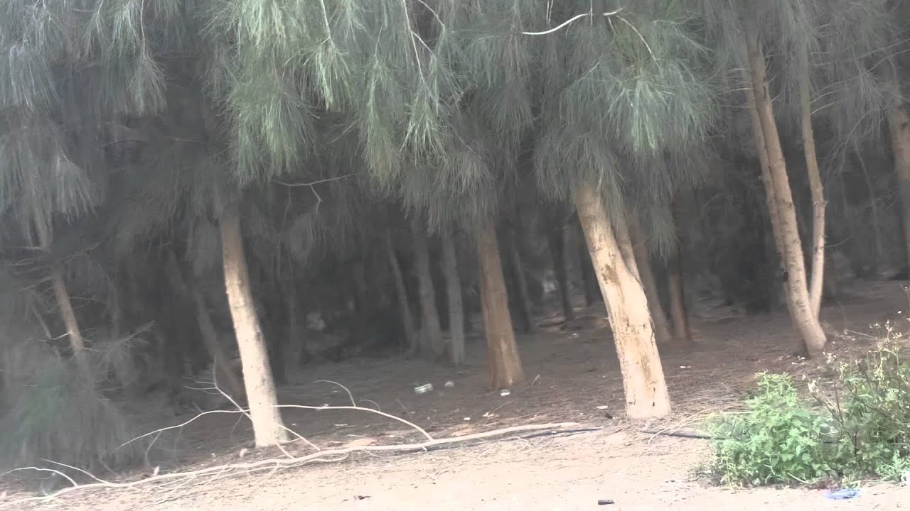 غابات مصر بمدينة السادات Youtube