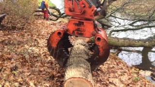 Heavy leaning oak removal using excavator