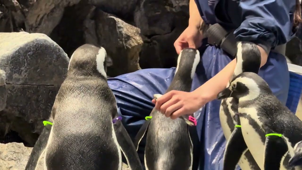 横取りしたのに食べないライム～ももはから横取りするおはぎ～おはぎの圧が強くてたべられないこうめ～しらたま