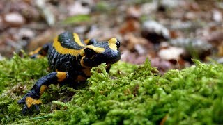 Im Wald der Feuersalamander ...