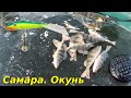 Рыбалка в Самаре. Окунь на балансир в ноябре