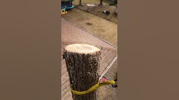 Rigging Black Walnut Over House