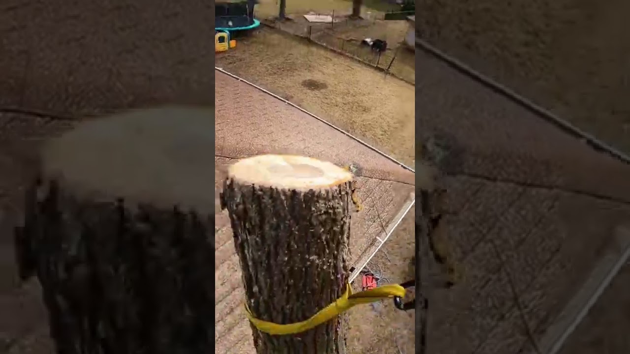 Rigging Black Walnut Over House