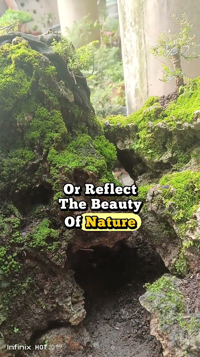 Landscape bonsai (Penjing) #bonsaiartist #bonsaitree #bonsailovers #bonsaiart #penjing