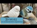 Как сделать 3D МОЛД птички из силиконового герметика - делаю это в первый раз, результат нравится!