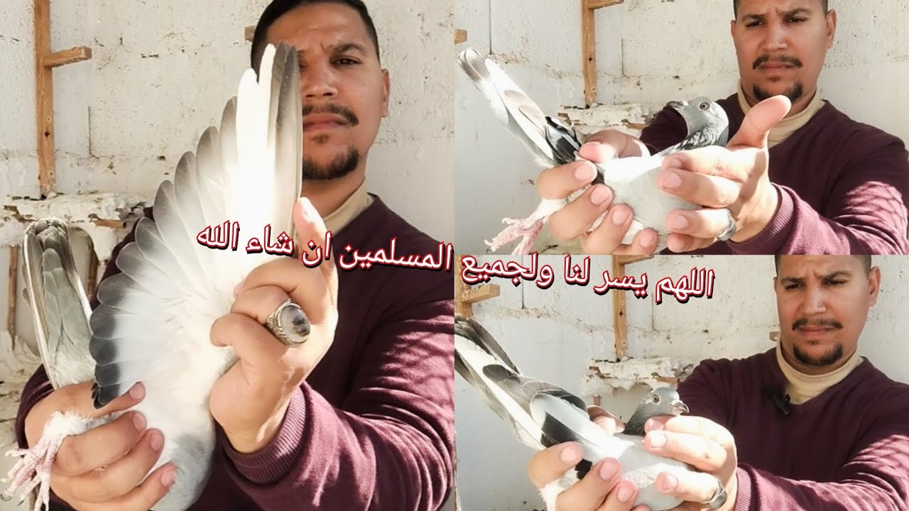 اجي تعرف وتشوف الحمامة الرمادية بالريش بنت البدعي زروال 