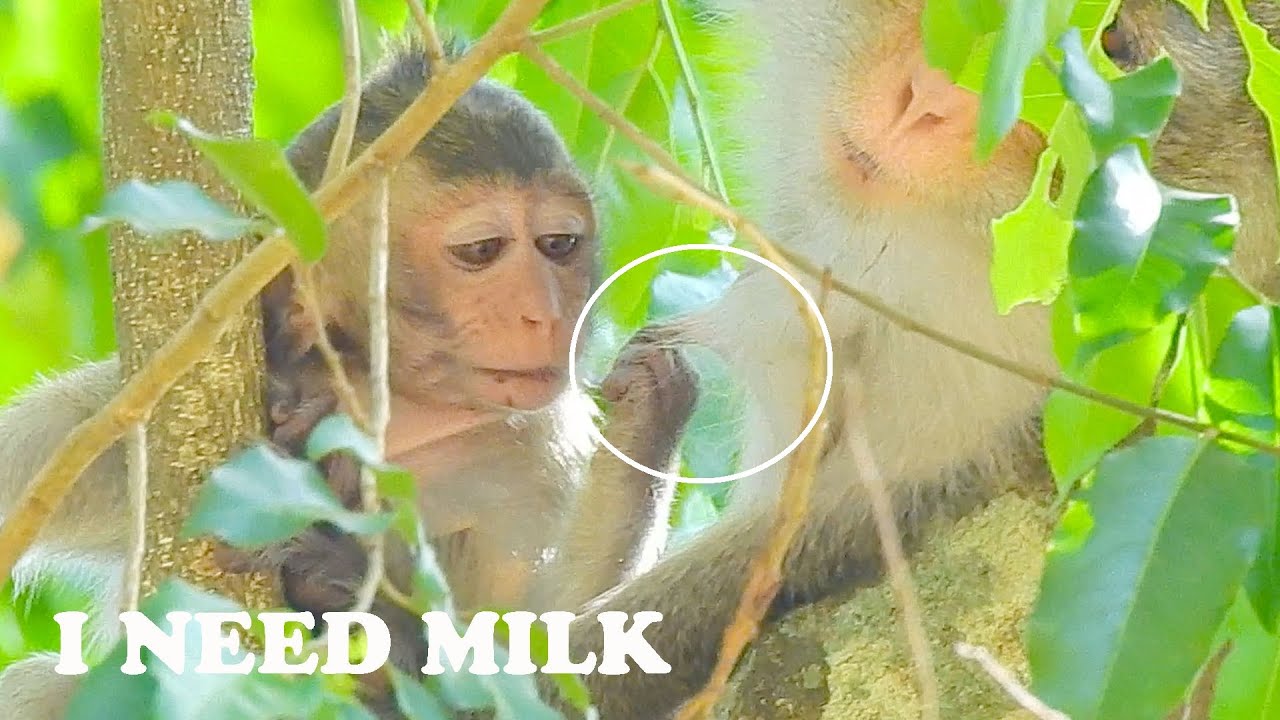 Baby Alba need her mom milk, How Alba request milk from Anna?